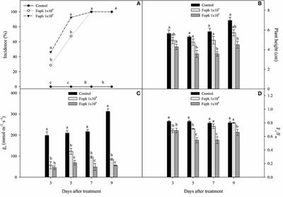 Physiological Response of Cape Gooseberry Plants to Fusarium oxysporum f. sp. physali, Fusaric Acid, and Water Deficit in a Hydrophonic System